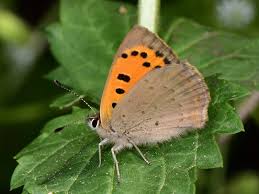 Attēlu rezultāti vaicājumam “Lycaena phlaeas male”