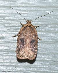 Attēlu rezultāti vaicājumam “Agonopterix ciliella imago”