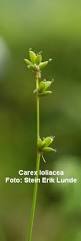 Attēlu rezultāti vaicājumam “Carex loliacea”