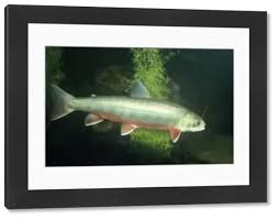 Image result for Salvelinus alpinus