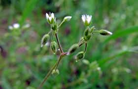 Attēlu rezultāti vaicājumam “Cerastium semidecandrum bud”
