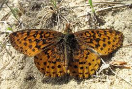 Attēlu rezultāti vaicājumam “Clossiana selene upperside”