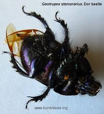 Attēlu rezultāti vaicājumam “Geotrupes”