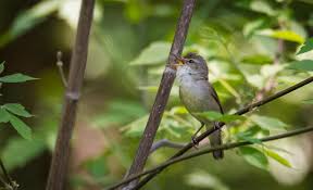 Attēlu rezultāti vaicājumam “Acrocephalus dumetorum”