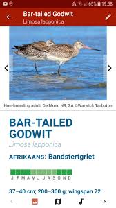 Attēlu rezultāti vaicājumam “Limosa lapponica adult”