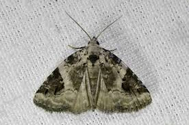 Attēlu rezultāti vaicājumam “Pseudeustrotia candidula”