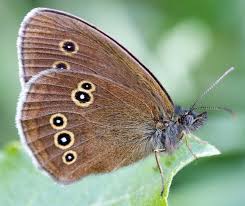 Attēlu rezultāti vaicājumam “Aphantopus hyperantus”