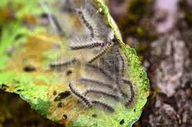 Attēlu rezultāti vaicājumam “Aporia crataegi pupa”