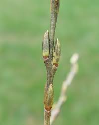 Attēlu rezultāti vaicājumam “Salix purpurea”