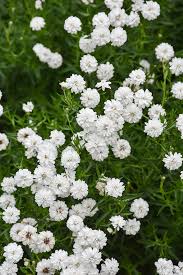 Image result for Achillea Ptarmica