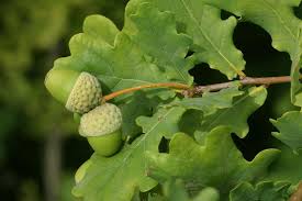 Attēlu rezultāti vaicājumam “Quercus robur”