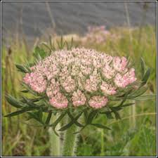 Attēlu rezultāti vaicājumam “Daucus carota subsp. carota”