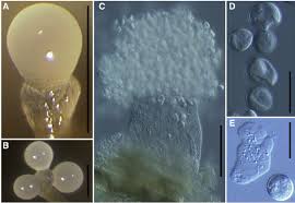 Attēlu rezultāti vaicājumam “Lamproderma violaceum stalked”
