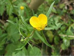 Attēlu rezultāti vaicājumam “Ranunculus auricomus leaf”