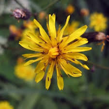 Attēlu rezultāti vaicājumam “Crepis biennis leaf”