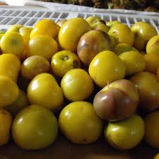 Afbeeldingsresultaat voor blushing yellow tomato