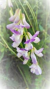 Attēlu rezultāti vaicājumam “Vicia sylvatica flower”