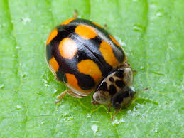 Attēlu rezultāti vaicājumam “Adalia decempunctata”