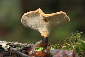 Attēlu rezultāti vaicājumam “Polyporus varius”