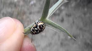 Attēlu rezultāti vaicājumam “Eurydema oleracea imago”