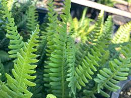 Attēlu rezultāti vaicājumam “Blechnum spicant”