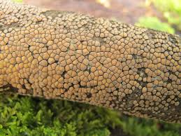 Attēlu rezultāti vaicājumam “Aleurodiscus amorphus”