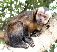 Attēlu rezultāti vaicājumam “Primates”