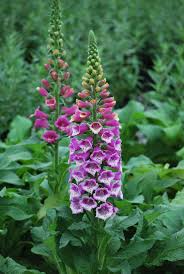 Image result for Digitalis purpurea