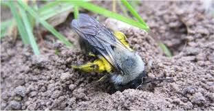 Attēlu rezultāti vaicājumam “Andrena vaga”