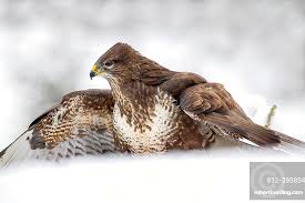 Attēlu rezultāti vaicājumam “Buteo buteo”