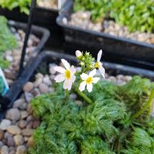 Attēlu rezultāti vaicājumam “Hottonia palustris fruit”