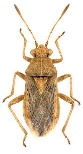 Attēlu rezultāti vaicājumam “Rhopalus maculatus”