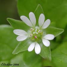 Attēlu rezultāti vaicājumam “Stellaria longifolia flower”