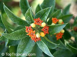 Attēlu rezultāti vaicājumam “Collaria rubens macro”