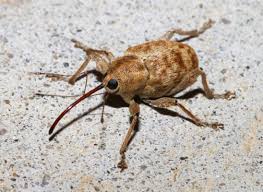 Attēlu rezultāti vaicājumam “Curculionidae”