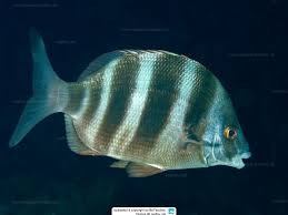 Image result for Diplodus capensis