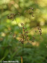 Attēlu rezultāti vaicājumam “Luzula luzuloides fruit”