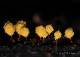 Attēlu rezultāti vaicājumam “Hemitrichia decipiens stalked”