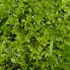 Attēlu rezultāti vaicājumam “Hypnum jutlandicum”