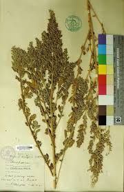 Attēlu rezultāti vaicājumam “Chenopodium acerifolium flower”