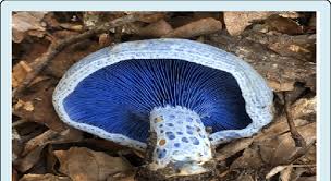 Attēlu rezultāti vaicājumam “Lactarius”