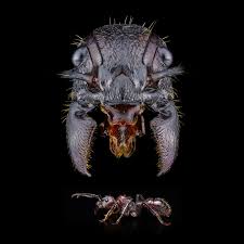 Attēlu rezultāti vaicājumam “Fuligo licentii macro”