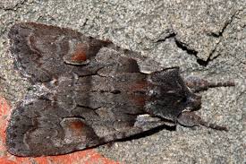 Attēlu rezultāti vaicājumam “Lithophane furcifera”