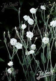 Image result for Lychnis coronaria alba