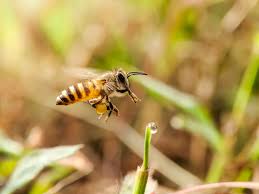 Attēlu rezultāti vaicājumam “Apis mellifera”