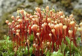 Attēlu rezultāti vaicājumam “Campylopus pyriformis sporophyte”