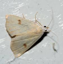 Attēlu rezultāti vaicājumam “Rivula sericealis”