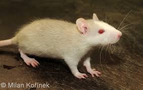 Attēlu rezultāti vaicājumam “Rattus norvegicus”