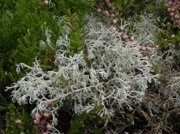 Attēlu rezultāti vaicājumam “Cladonia”