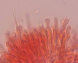 Attēlu rezultāti vaicājumam “Mycoacia fuscoatra”